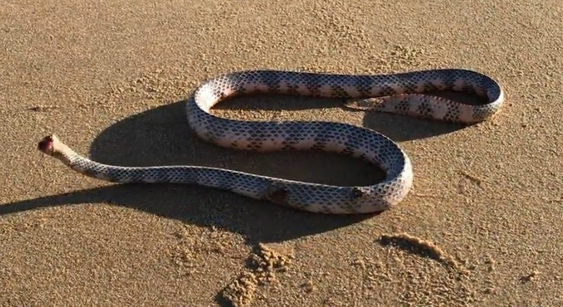 งูหัวขาด เลื้อยได้