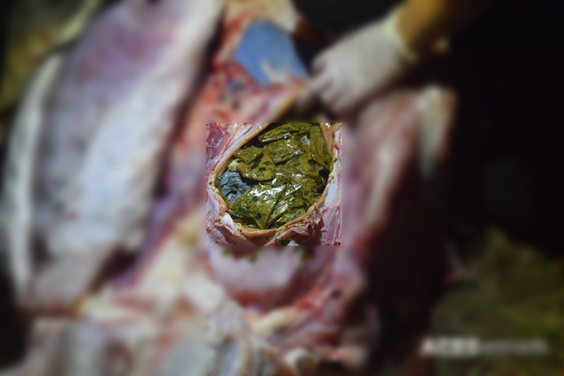 จระเข้กินถุงพลาสติก