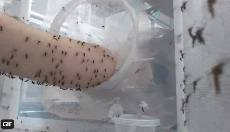 วิจัยให้ยุงกัดแขน