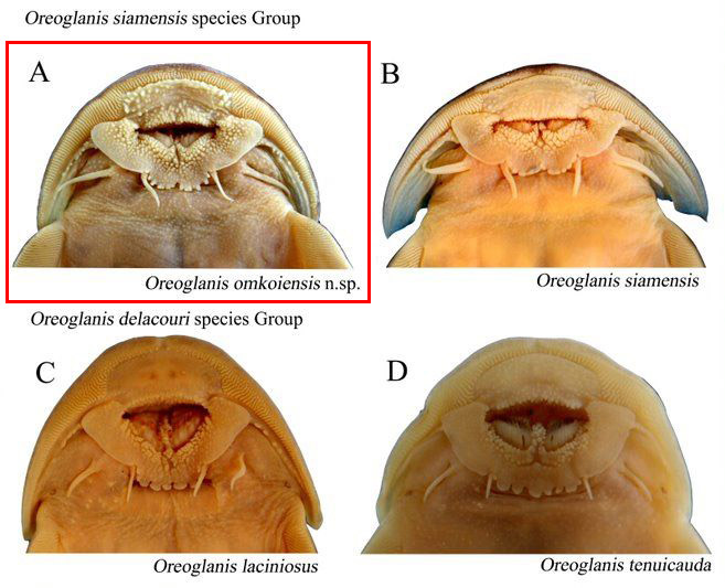 ปลาค้างคาวอมก๋อย