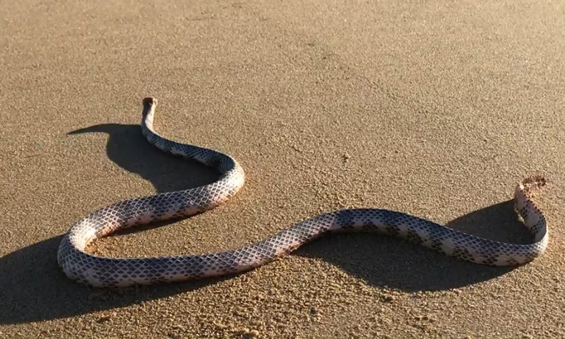 งูหัวขาด เลื้อยได้