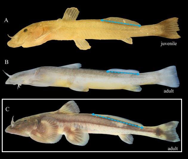 ปลาค้างคาวอมก๋อย