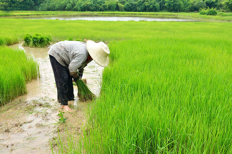 ชาวนาปลดหนี้หมด