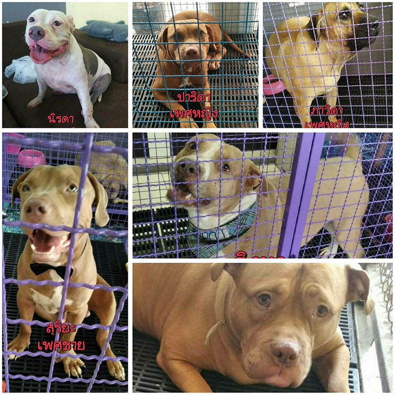 หงส์ไม่เลี้ยง 6 พิตบูลต่อ 