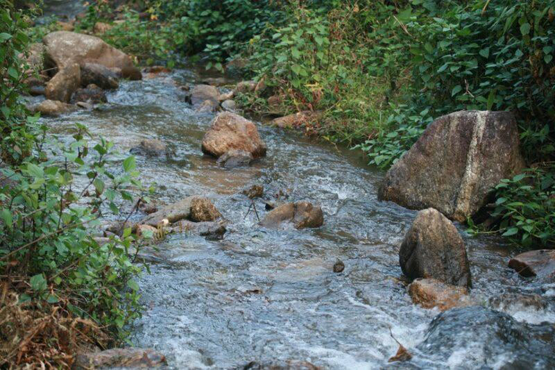 ปลาค้างคาวอมก๋อย