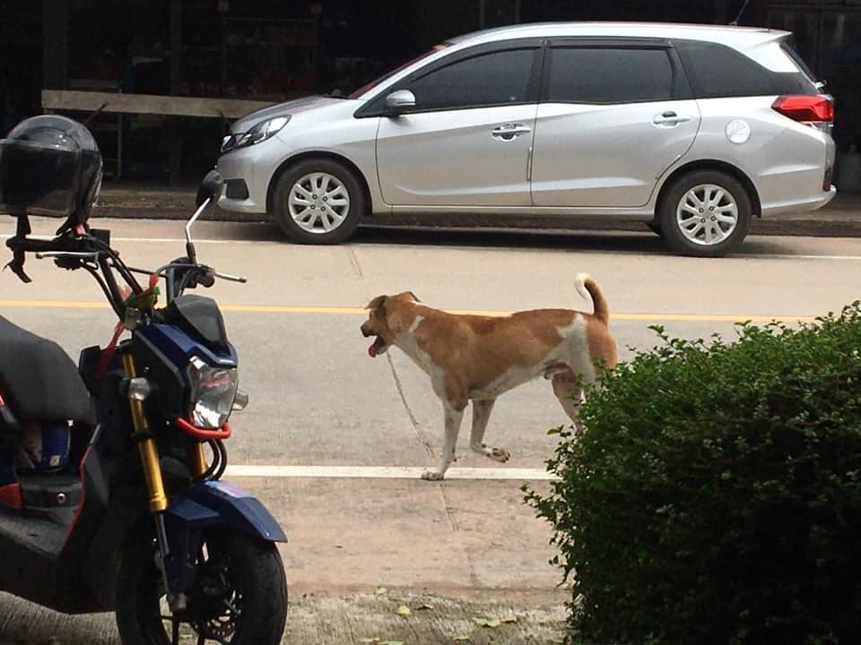  หมากัดเด็กนักเรียน