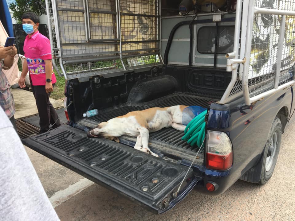  หมากัดเด็กนักเรียน