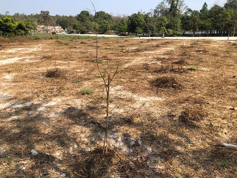 ต้นไม้ของฌอน ประวิตร แตกใบอ่อน