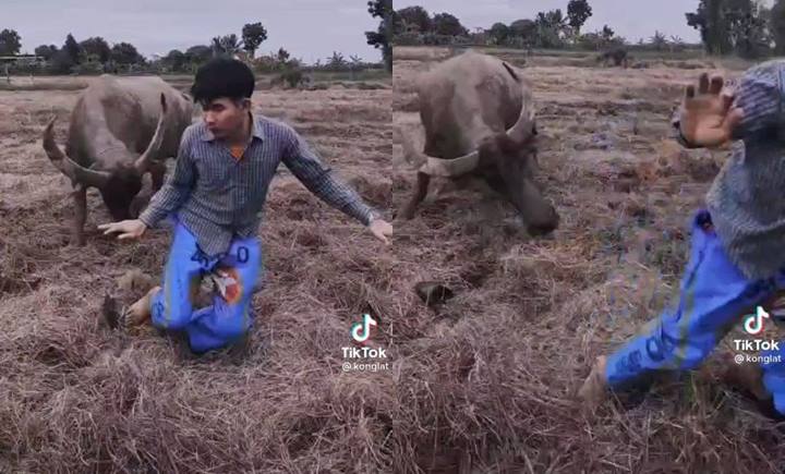 หนุ่มอัดคลิปเต้นกลางทุ่ง ควายไล่ขวิด