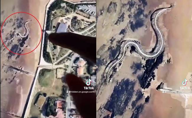 โครงกระดูกงูยักษ์