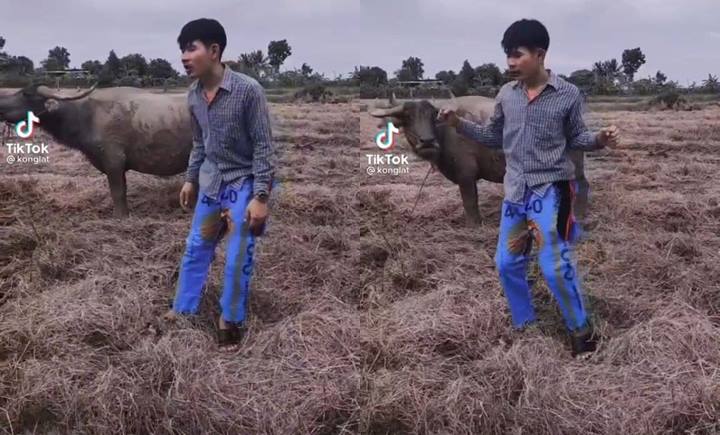 หนุ่มอัดคลิปเต้นกลางทุ่ง ควายไล่ขวิด