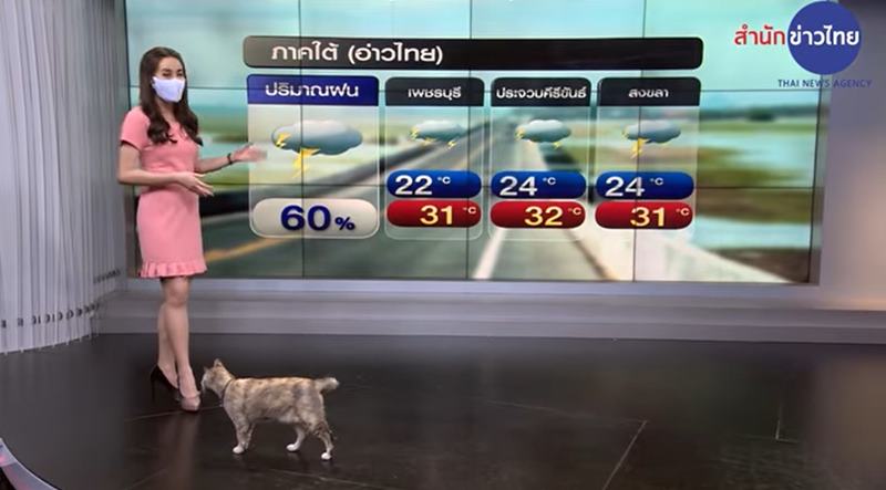 แมวบุกสตูดิโอ Mcot