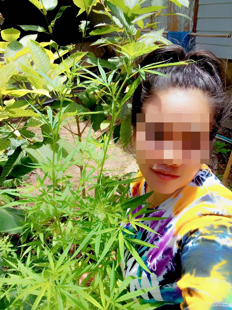 สาวถ่ายรูป ปลูกกัญชา โดนปรับอ่วม