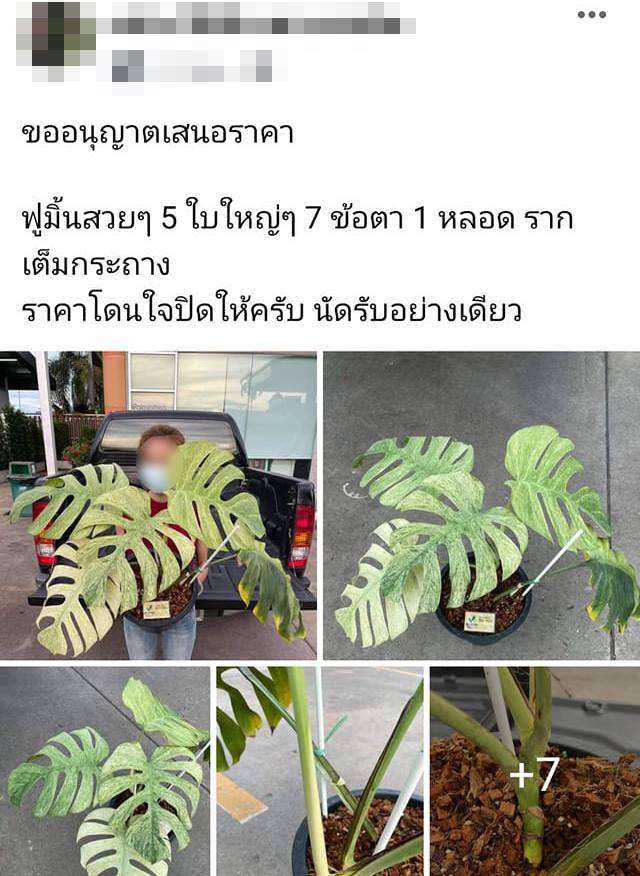 มอนสเตอร่าด่างมิ้นต์