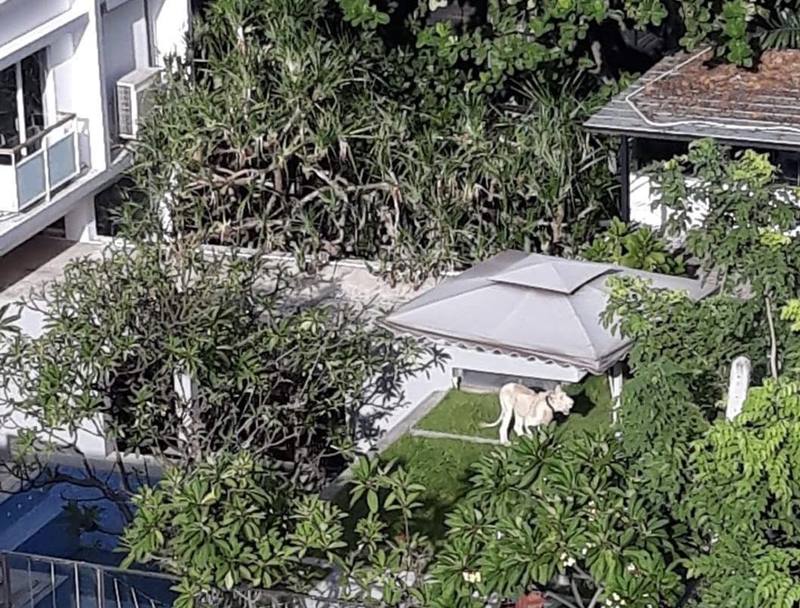 เศรษฐีเลี้ยงสิงโตในวิลล่าหรู 