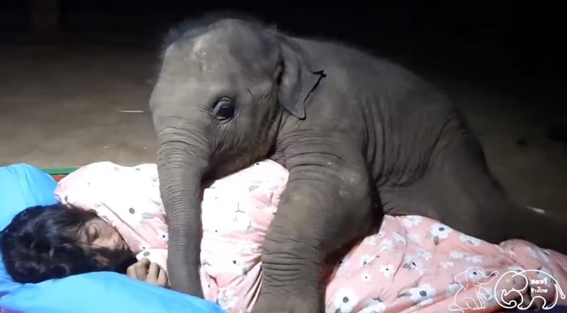 จูเนียร์ลูกช้างขี้อ้อน