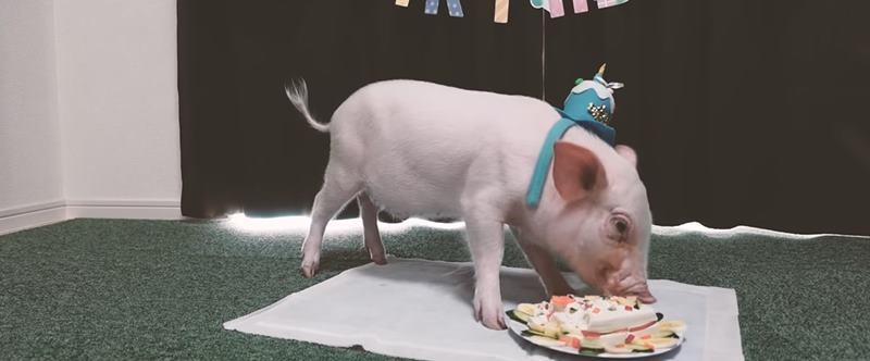 ยูทูบเบอร์เลี้ยงหมูครบ 100 วัน จับย่างกิน 