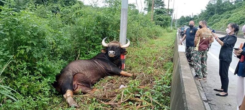 กระทิงเขาใหญ่ โดนไฟช็อตตาย