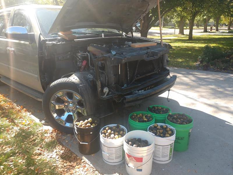 กระรอกเก็บวอลนัทเต็มรถ