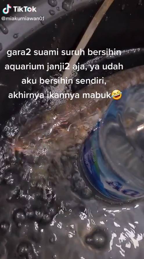 เมียฉุนผัวไม่ยอมล้างตู้ปลา จับปลาแอโรวานาทอด