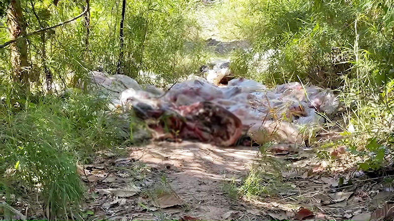 ทิ้งซากหมูกลางป่า