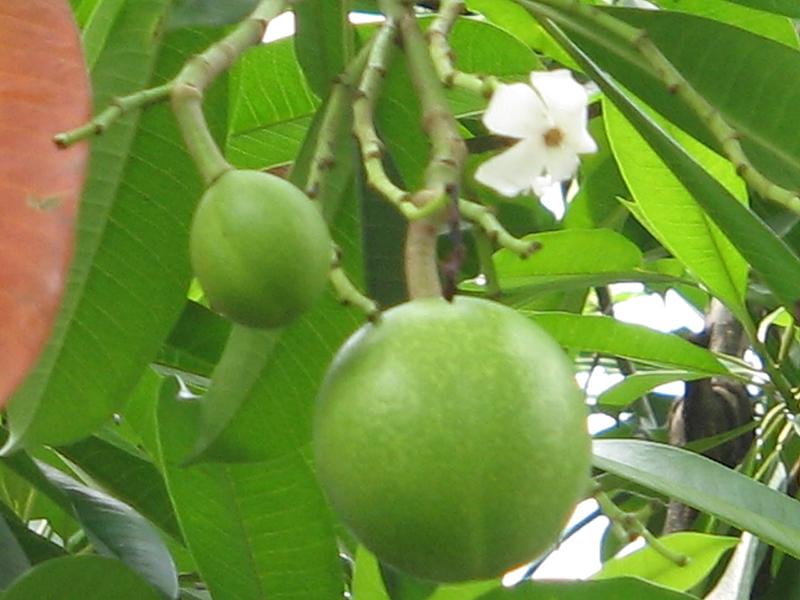 ต้นตีนเป็ดน้ำ