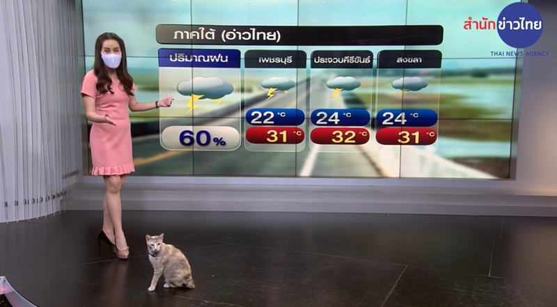 แมวบุกสตูดิโอ Mcot