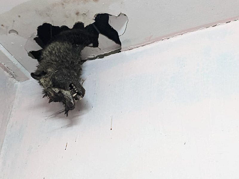 สุนัขจิ้งจอกตาย โผล่เพดานบ้าน