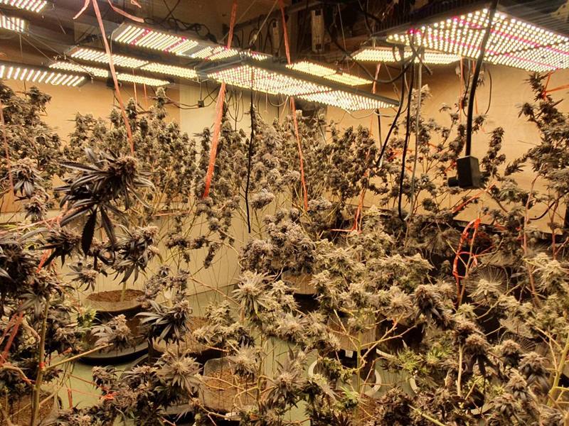 บุกจับพ่อค้ากัญชาออแกนิก 