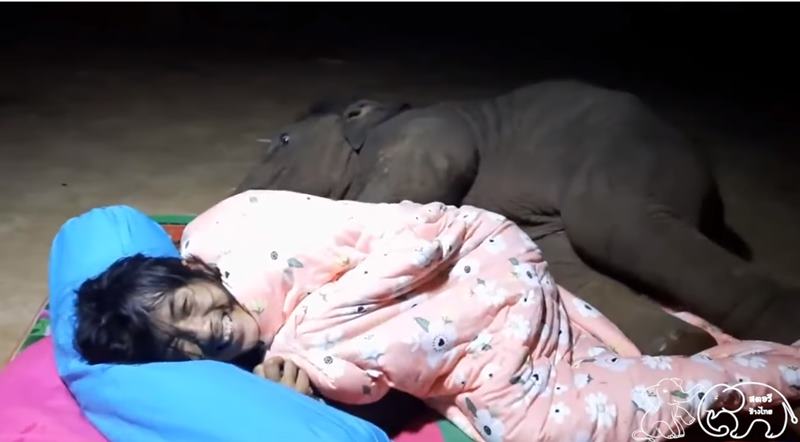 จูเนียร์ลูกช้างขี้อ้อน