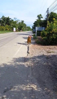 ยายจับงูมือเปล่า