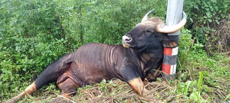 กระทิงเขาใหญ่ โดนไฟช็อตตาย