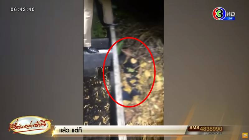 โจรขโมยรถโดนจับ ใช้ใบไม้พรางตัวอ้างมีของขลัง