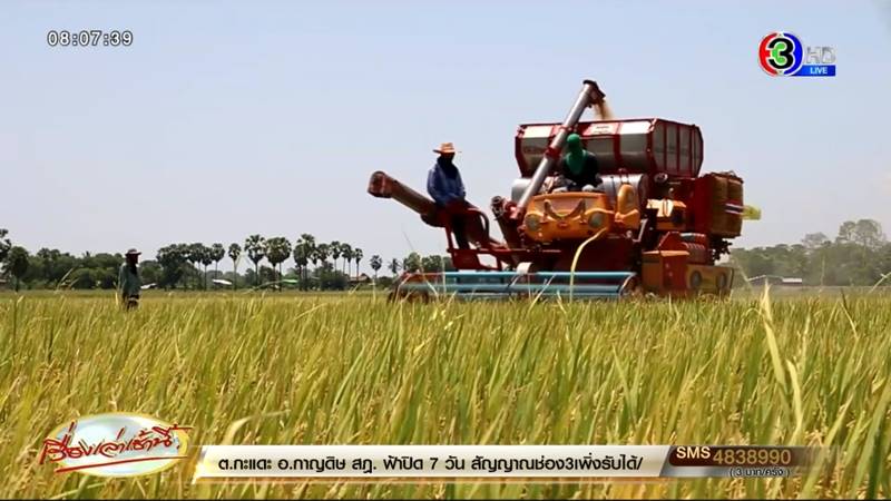 ราคาข้าวตกต่ำ