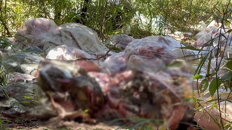 ทิ้งซากหมูกลางป่า