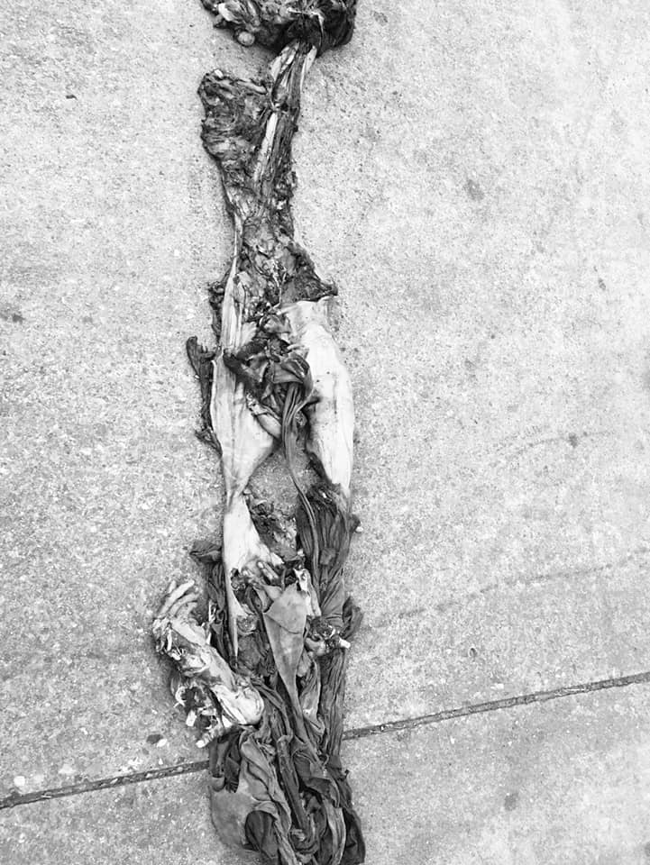 เก๋งขับรถลากศพปริศนา