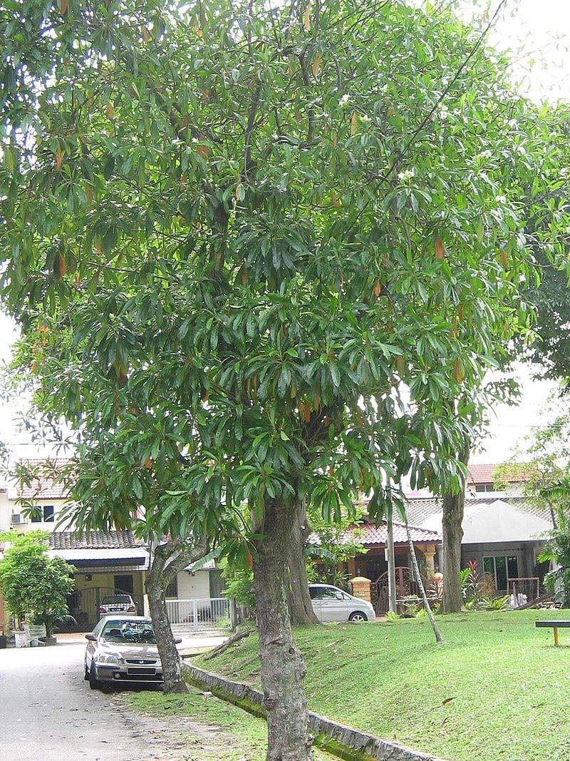 ต้นตีนเป็ดน้ำ