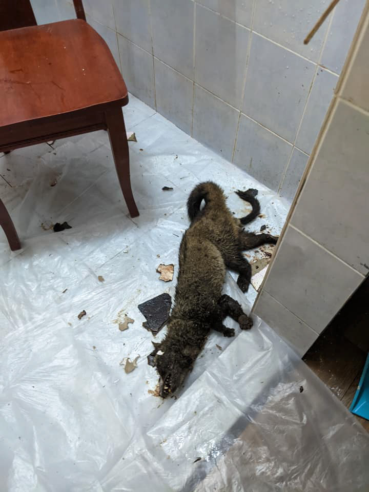 สุนัขจิ้งจอกตาย โผล่เพดานบ้าน