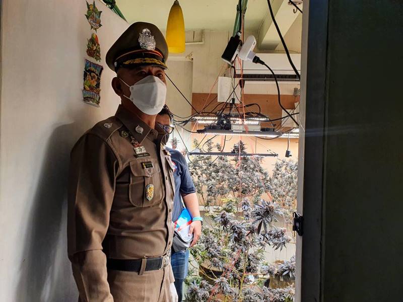 บุกจับพ่อค้ากัญชาออแกนิก 