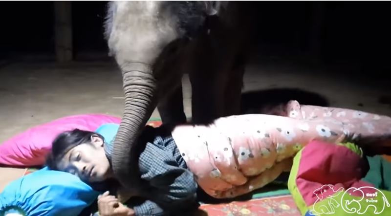 จูเนียร์ลูกช้างขี้อ้อน