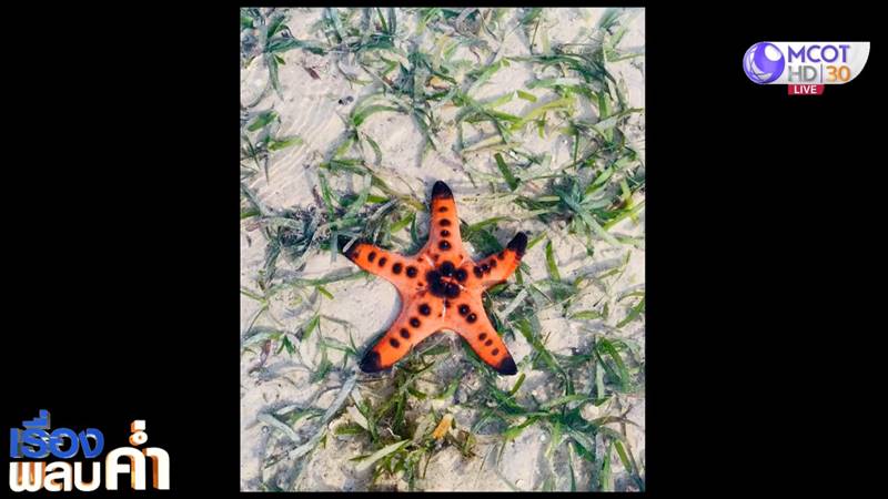 จับปลาดาวมาถ่ายรูป