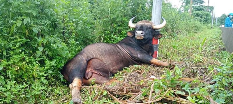 กระทิงเขาใหญ่ โดนไฟช็อตตาย