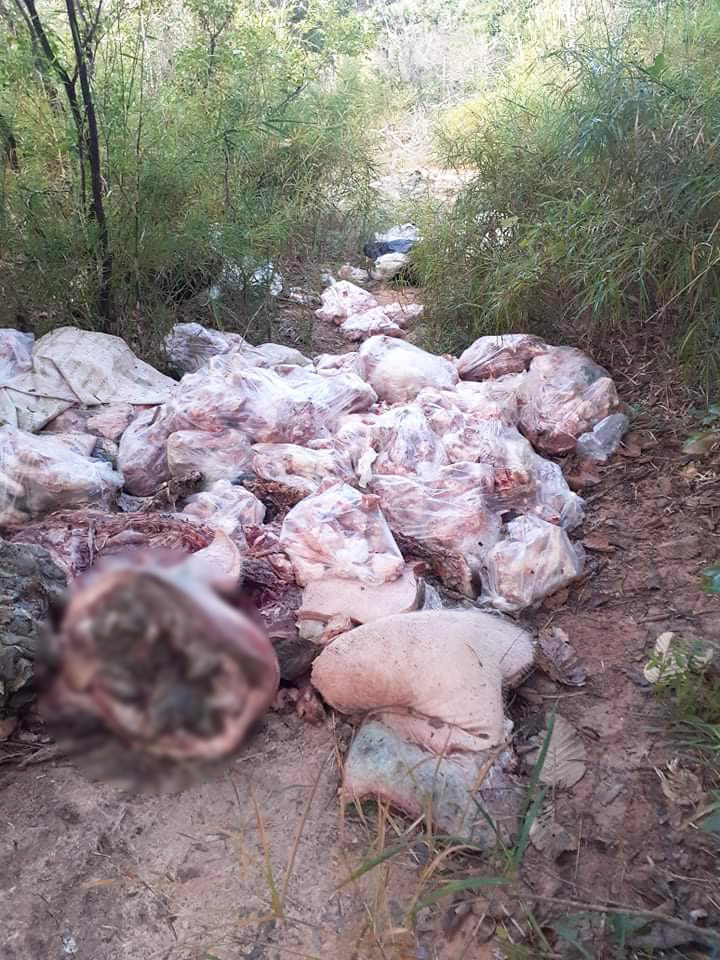 ทิ้งซากหมูกลางป่า