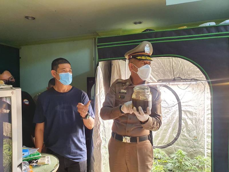 บุกจับพ่อค้ากัญชาออแกนิก 