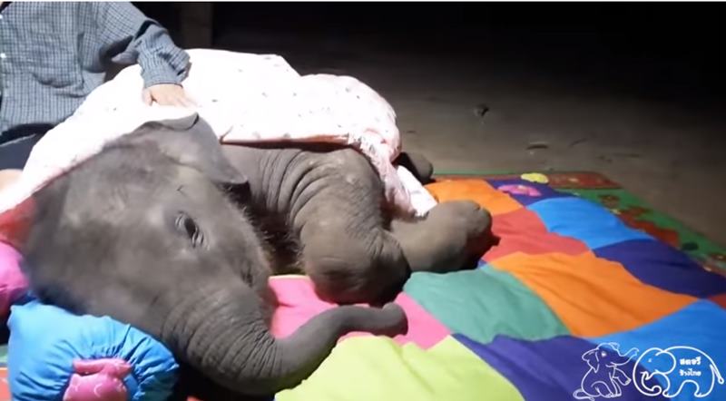 จูเนียร์ลูกช้างขี้อ้อน