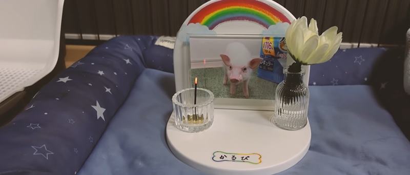 ยูทูบเบอร์เลี้ยงหมูครบ 100 วัน จับย่างกิน 