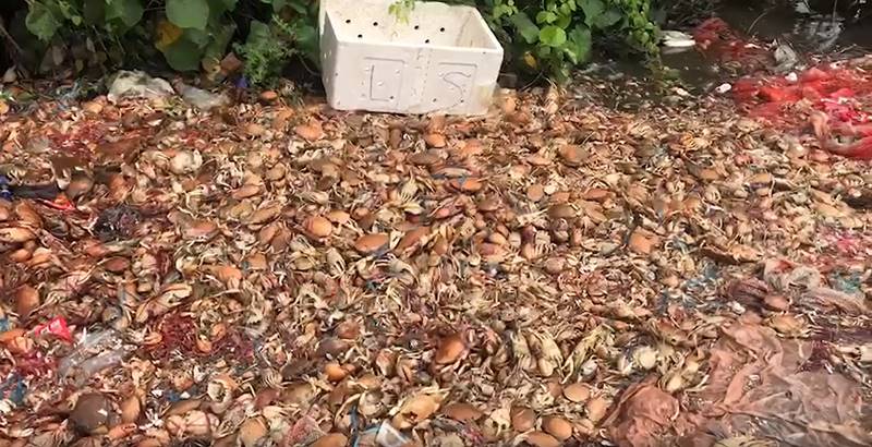 ทิ้งปูทะเลริมทาง