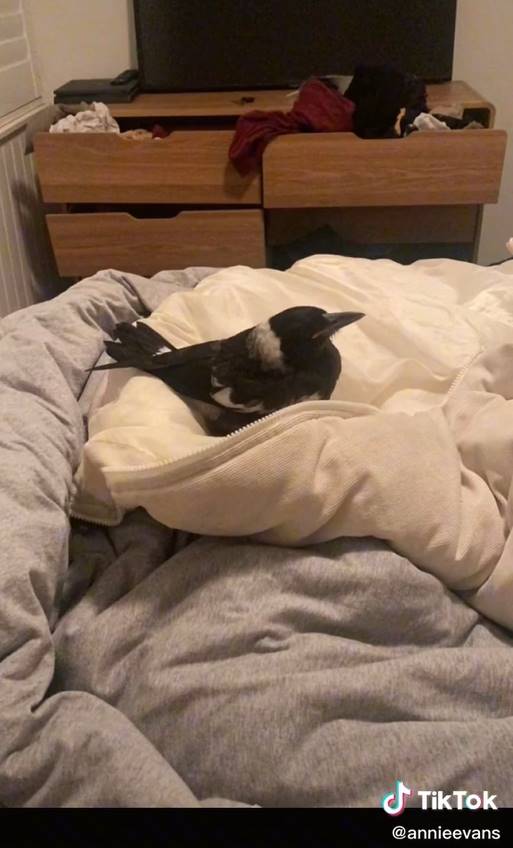 สาวเมาร้องไห้หนัก พานกกางเขนกลับบ้าน