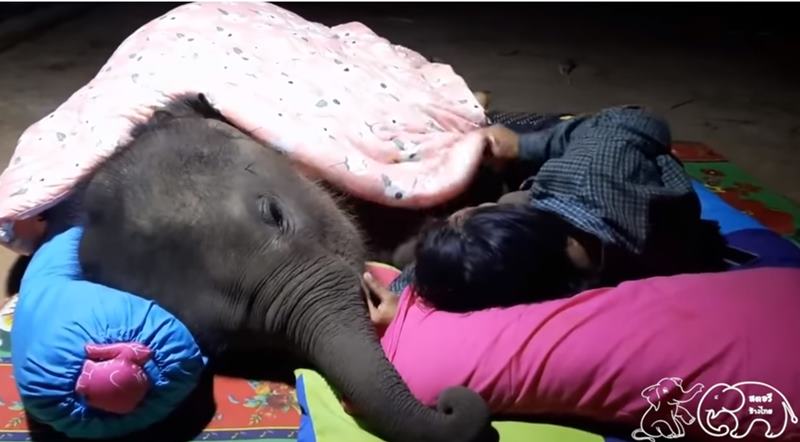 จูเนียร์ลูกช้างขี้อ้อน