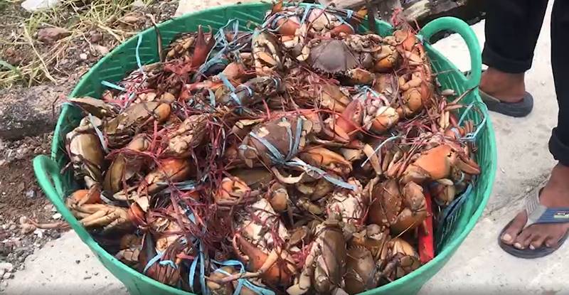 ทิ้งปูทะเลริมทาง